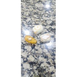 Dattes Prestige – Un Trésor du Désert, Sublimé avec Élégance